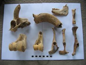 Oase de animale din nivelul Starčevo-Criş / Animal bones from Starčevo-Criş level
