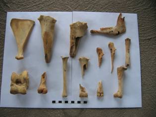 Oase de animale din nivelul Turdaş / Animal bones from Turdaş level 