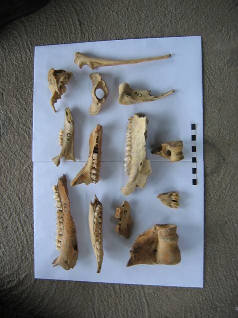 Oase de animale din nivelul Coţofeni / Animal bones from Coţofeni level 