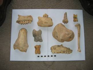 Oase de animale din nivelul Tiszapolgár / Animal bones from Tiszapolgár level 